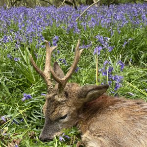 Roe Deer Hunting United Kingdom