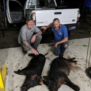 Hog Hunting