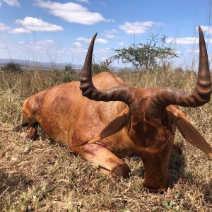 Kongoni Hunting Tanzania