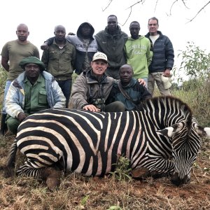 Zebra Hunting Tanzania