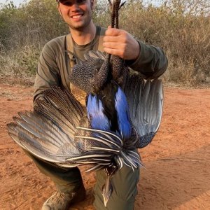 Vulturine Guinea Hunting Tanzania