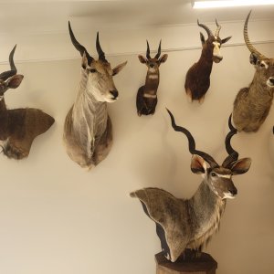 Trophy Room