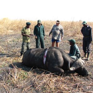 Buffalo Skinning Zambia