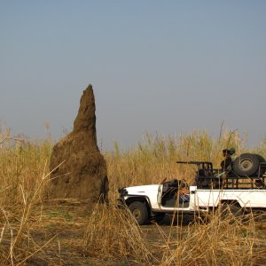 Termite Mount Zambia