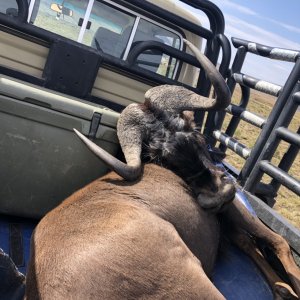 Black Wildebeest Transporting South Africa