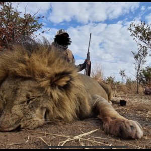 Lion Hunt Matetsi Zimbabwe