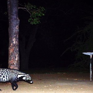 Civet Kruger Trail Camera National Park South Africa