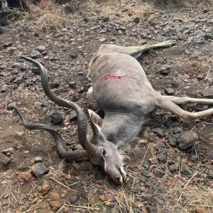 Kudu Hunting Zimbabwe