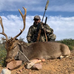 Fallow Deer Hunt Eastern Cape South Africa