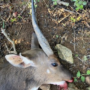 Bushbuck Hunt South Africa