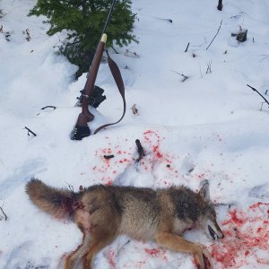 Canadian Coyote Hunt