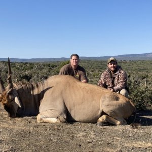 Eland Bull Hunt South Africa