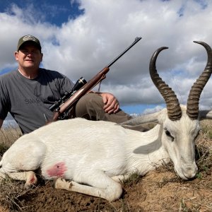 White Springbok Hunt South Africa