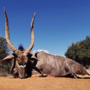 Nyala Hunting South Africa