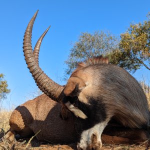 Roan Hunt Limpopo Province South Africa