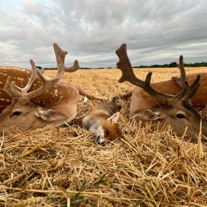 Fallow Deer & Fox Hunt England