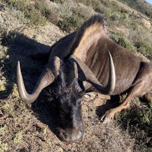 Black Wildebeest Hunt South Africa