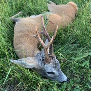 Roe Deer Hunting Poland