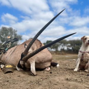 Gemsbok Bow Hunt Limpopo South Africa