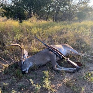 Whitetail Deer Hunt Texas