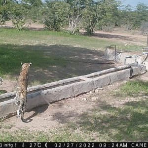 Leopards Trail Camera Namibia