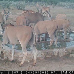 Eland Herd Trail Camera Namibia