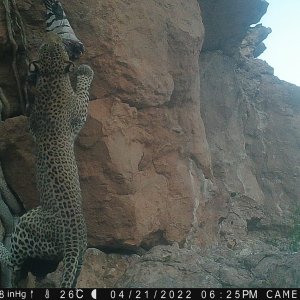Leopard Baiting Trail Camera Namibia