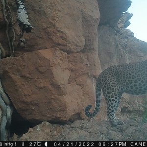 Leopard Trail Camera Namibia