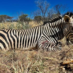 Hartmann Zebra with Zana Botes Safari