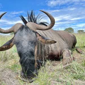 Blue Wildebeest with Zana Botes Safari