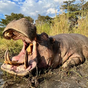 Hippo with Zana Botes Safari