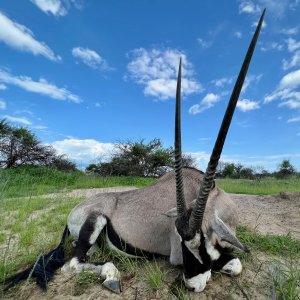 Oryx With Zana Botes Safari