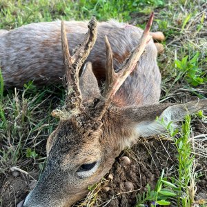 Roe Deer Hunt England