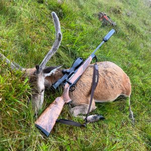 Young Red Stag Deer Hunt England