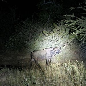 Buffalo Limpopo South Africa