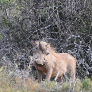 Warthog