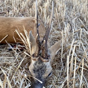 Roe Deer Hunt England