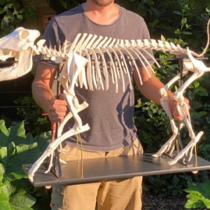 Warthog Skeleton