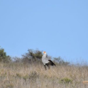 Secretarybird South Africa