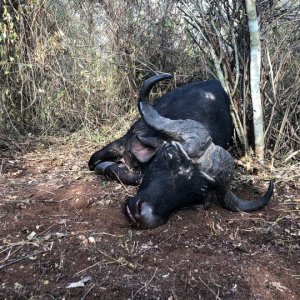 Buffalo Hunting Tanzania