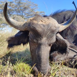 Buffalo Cow Hunt South Africa