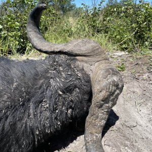 Buffalo Hunting Namibia