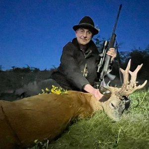 Roe Deer Hunting Romania