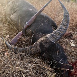 Asian Water Buffalo Hunt Australia