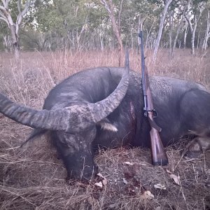 Asian Water Buffalo Hunt Australia