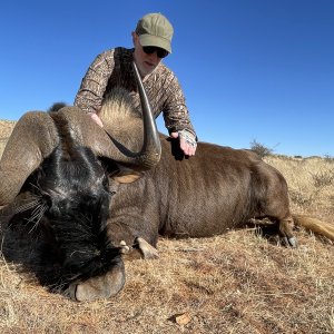 Black WIldebeest Hunting