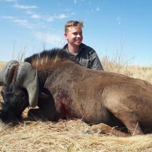 Black Wildebeest Hunt Free State South Africa
