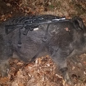 Hog Hunting