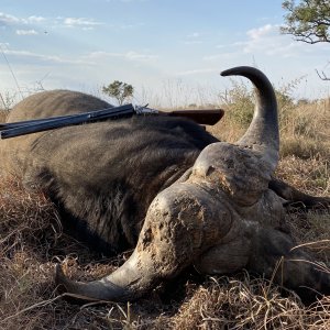 Buffalo Hunting South Africa