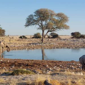Elephants & RHino Etosha Nature Reserve Namibia